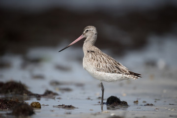 Bar-tailed godwit, Limosa lapponica