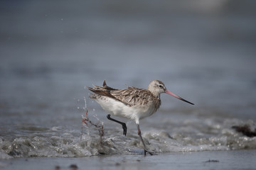 Bar-tailed godwit, Limosa lapponica