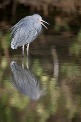 Black heron, Egretta ardesiaca