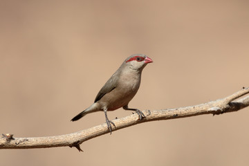 Black-rumped waxbill, Estrilda troglodytes,