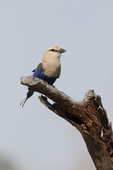 Blue-bellied roller, Coracias cyanogaster