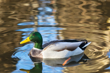 Duck swims in the pond in the summer, reflections in the water