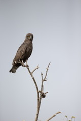 Brown-snake eagle, Circaetus cinereus,