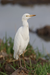 Cattle egret, Bubulcus ibis