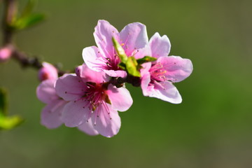 Fototapeta na wymiar Cherry blossom branch macro