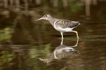 Greater-painted snipe, Rostratula benghalensis