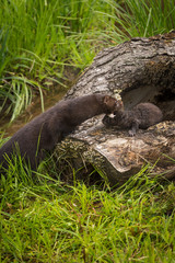 Adult American Mink (Neovison vison) Reaches Out to Grab Kit