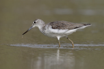 Greenshank, Tringa nebularia