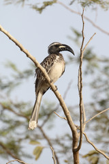 African-grey hornbill, Tockus nasutus