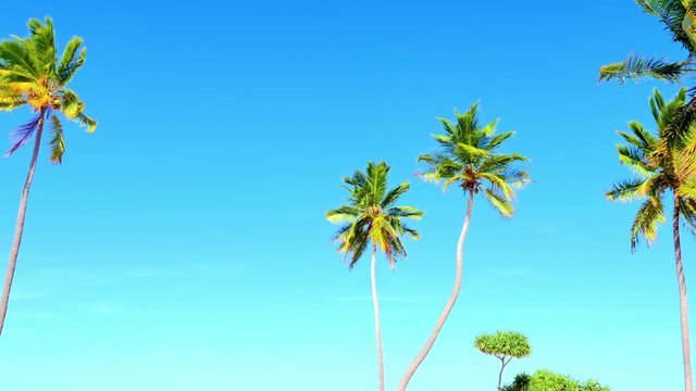 Blue sky and high palm trees at hot summer on tropical island