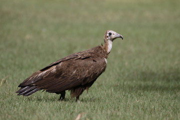 Hooded vulture, Necrosyrtes monachus