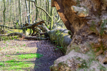 Huge fallen over tree after a storm