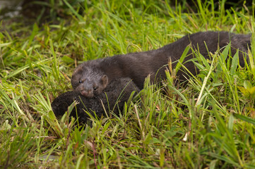 Adult American Mink (Neovison vison) Moves Kit to New Location