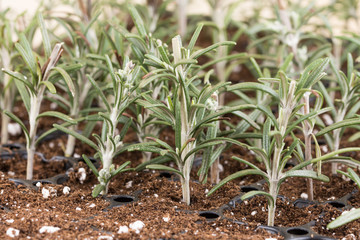 Propagating rosemary small plants in the plastic nursery box