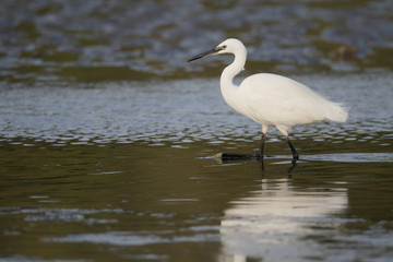 Little egret, Egretta garzetta