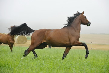 Fototapeta premium Ausdrucksstarkes Jungpferd