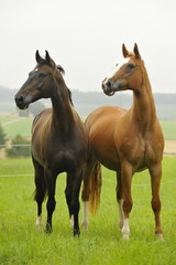 Zwei Pferde auf einer Weide in gleicher Pose