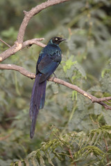 Long-tailed starling, Aplonis magna