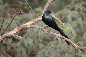 Long-tailed starling, Aplonis magna
