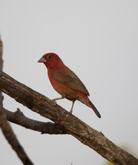 Red-billed firefinch, Lagonosticta senegala