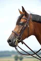 Braune Stute mit gerade geschnittener M&auml;hne