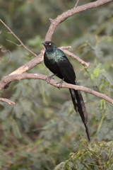 Long-tailed starling, Aplonis magna