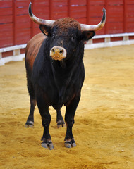 bull