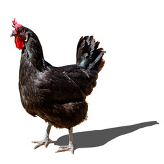 Black chicken on white background
