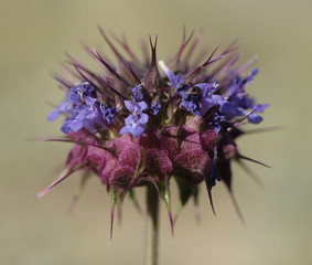 Salvia Hispanica