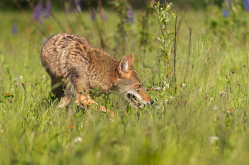 Coyote (Canis latrans) Makes Turn in Field