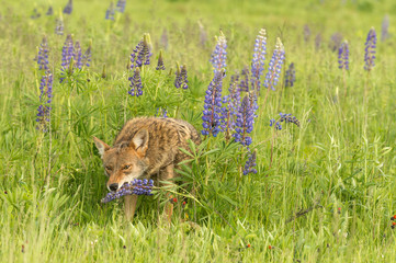 Coyote (Canis latrans) Bites at Lupin