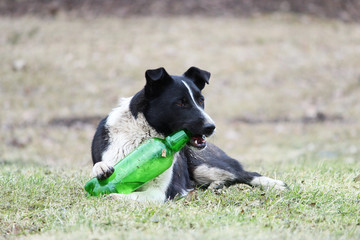 Black and white dog lies on the grass and tries to open a plastic green bottle with lemonade.