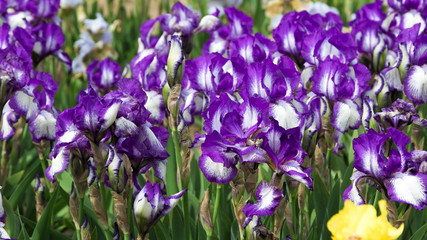 Blossoming iris in a garden