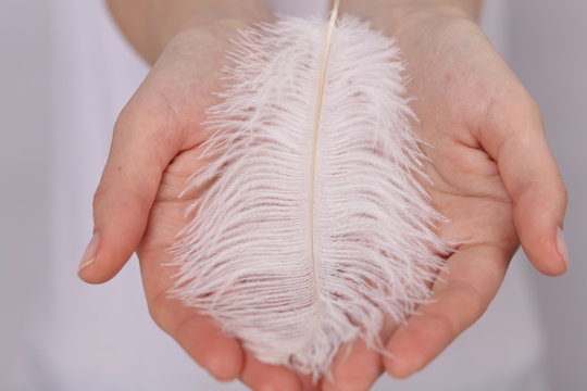 Woman Holding A White Feather Close Up. Tenderness Concept