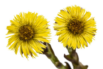 Obraz premium Yellow flowers of coltsfoot, lat. Tussilago farfara, isolated on white background