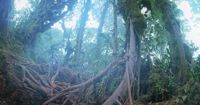 Tropical forest grow in highlands of Malaysia. Mossy trees and branches in fog and mist of cool and moist morning. Panoramic camera view