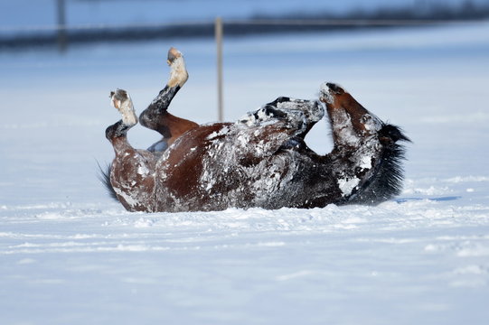 Wälzendes Pferd im Schnee