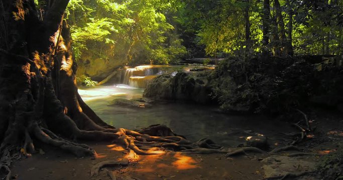 Nature paradise landscape. Jungle forest sunny day with river stream waterfall cascade and old large tree with twisted roots