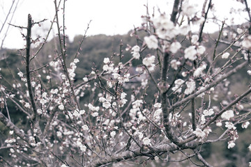 white flower of chinese plum,brown color of tree
