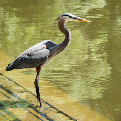 Great blue heron
