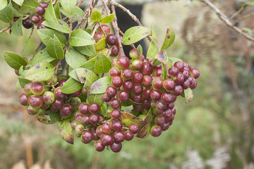 Fruits of wild grapes on different backgrounds (Vaccinium meridionale)
