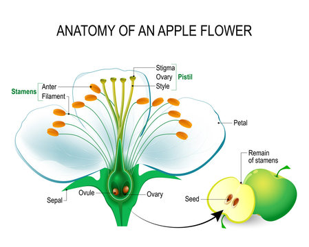 Anatomy of an apple flower