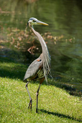 Great blue heron