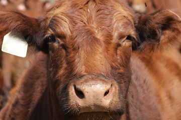 red galloway cow closeup