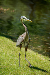 Great blue heron