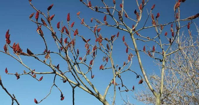 flowering tree sumac trembling  in the wind