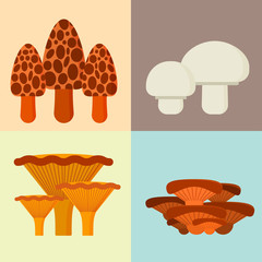 Mushrooms for cook food and poisonous nature meal vegetarian healthy autumn edible and fungus organic vegetable raw ingredient vector illustration.