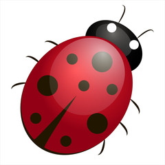 Ladybird, Ladybird illustration