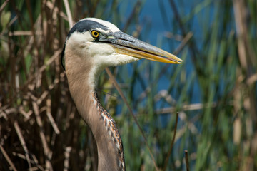 Great blue heron
