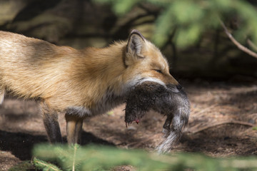 Female red fox with prey